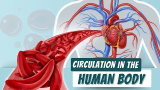 Circulation in The Human Body [upl. by Notserp948]