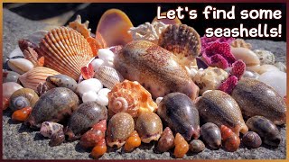 Cowries Corals and Carrier Shell  Shells in the Rock Pools amp Sand shelling shells [upl. by Christalle281]