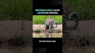 Indiferença selvagem animaisselvagens mundoanimal selvagem leopardo [upl. by Adliwa]