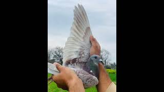 Pigeon Diarrhea Treatment With camphorated chalk chalk pigeon treatment pakpigeon786 [upl. by Xylon]