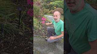 Cape Lily nerene bowdenii gardening permaculture explore adventure ideas subtropical [upl. by Nerat]