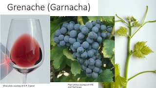 Grape Variety 38 Grenache [upl. by Petrina960]