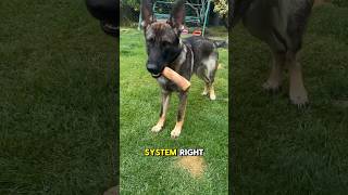 Why Your Dog Chews Sticks and Why You Should Care [upl. by Paddie611]