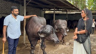 jafarabadi buffalo gujarat गुजरात की सबसे टॉप हाथी जैसी जाफराबादी भैंस यहां से खरीदें [upl. by Catlin568]