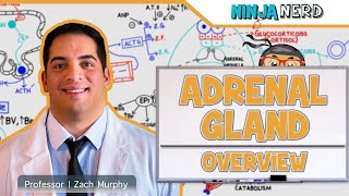 Endocrinology  Adrenal Gland Overview [upl. by Hardan276]