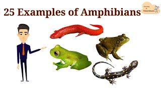 25 Examples of Amphibians  List of Amphibians with Picture [upl. by Graf]