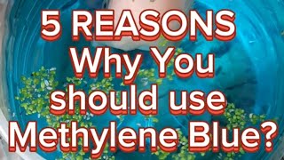 Why do Fish Keepers use Methylene Blue [upl. by Amando]