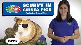 Scurvy in Guinea Pigs [upl. by Harikahs]