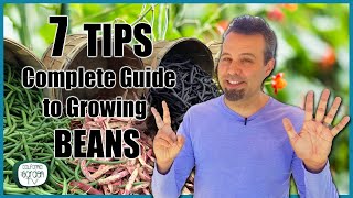 7 TIPS for Growing Beans  Complete Growing Guide [upl. by Saval392]