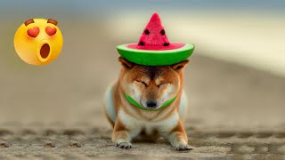 Watermelon Doggo 🍉 [upl. by Dopp772]