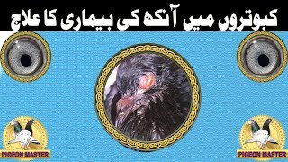 Treatment for Pigeons Eye Disease [upl. by Leasim]