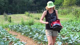 Overseeding Cover Crops into Fall Vegetables at Potomac Vegetable Farms [upl. by Eirehs]