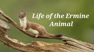 Life of the ERMINE Animal in English [upl. by Maurits101]