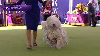 Komondorok  Breed Judging 2024 [upl. by Salina]