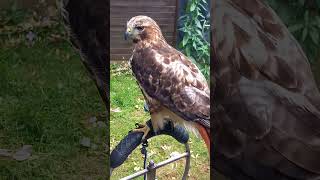 RED TAILED HAWK PERCHED [upl. by Bradley]