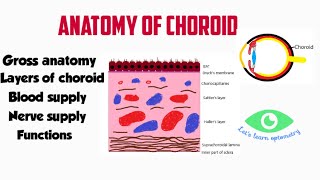 Anatomy of choroid  Choroidal layers [upl. by Gildea]