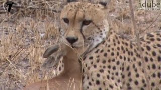 Cheetah Catches And Eats Antelope HD [upl. by Maynard]