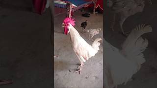 Rooster Crowing 🐓📢🤩 S02E09 shorts [upl. by Glogau]