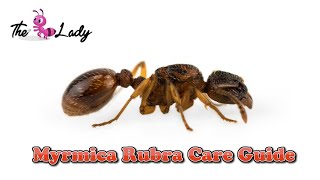 Myrmica Rubra Fire Ant Care Guide  Ant keeping For Beginners  The Ant Lady [upl. by Sellig573]