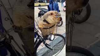 hyrax traveling day 24  hyrax music funnyimages [upl. by Benjy954]