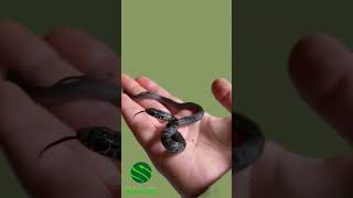 Super cute baby snakes 🐍 kyreptilezoo snakes reptiles rrg [upl. by Aihceyt]