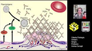 HEMOSTASIA SISTEMA FIBRINOLITICO 6 [upl. by Margareta]