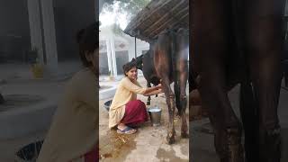 Cow 🐄 milking by beautiful girl cow animals cowmilkingbyhand [upl. by Yanehc]