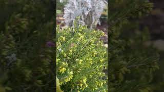 Erica vagans🌿🤔plants💚ukraine 🌱nature 🍀garden🌸vlog [upl. by Yrrehs]