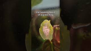 the beating heart of a seethrough frog [upl. by Nhguavahs]