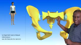 Les articulations du bassin La sacro iliaque Les ligaments du bassin [upl. by Fabrianna]