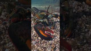 Lobster up close 4K Marine Adventure Part 3 [upl. by Haziza]