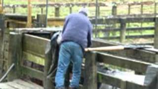 AA Musterers  a rainy day in the yards drenching WILD CATTLE [upl. by Duile86]