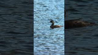 Piedbilled Grebe [upl. by Ardnasirk554]