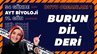 11 Burun Dil Deri  Duyu Organları  11 Sınıf Biyoloji  2024 AYT Biyoloji Kampı 11 Gün [upl. by Elconin]