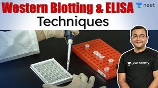 Western Blotting  Elisa Techniques  NEET 2020  Unacademy NEET  Pradeep Sir [upl. by Nels]