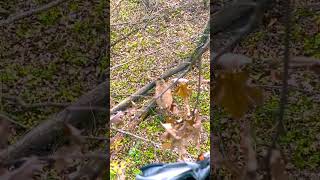 🫀🫀🫀 whitetaildeer deerhunting whitetails hunting deer outdoors [upl. by Irina]