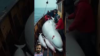 Amazing white dolphins with baby whale storiessailor dolphin shark ocean fishing sharktale [upl. by Kora]