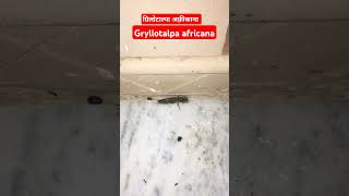 Gryllotalpa africanainsects natureeducation biodiversity discovery animals [upl. by Abisia]