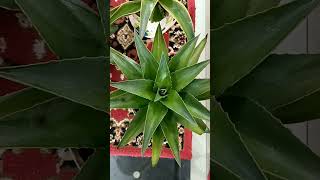 Why never give to much fertilizer to agave plant  अगेव के फूल agave [upl. by Yesak]