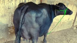 Beautiful pure nilli Ravi Buffalo For Sale in Pakistan on YouTube 04092024 [upl. by Gerri14]