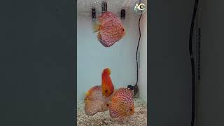 Discus fish eating white worms discus fish whiteworm [upl. by Nel633]