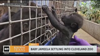 Baby Jameela settling into Cleveland Zoo [upl. by Shama]