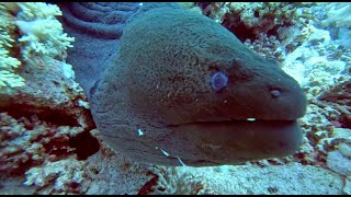 scuba diving  Sharm El Sheikh [upl. by Nolahs]