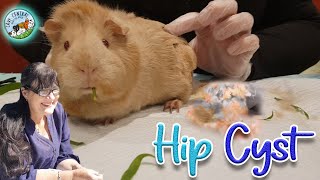 Guinea pig sebaceous cyst on her hip  can this be treated [upl. by Artcele]