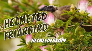 Helmeted Friarbird Philemon buceroides  Helmlederkopf 1 [upl. by Cleo711]