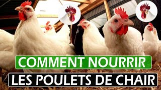 Comment nourrir les poulets de chairdécouvrez 7 Méthodes efficaces  élevage ceaservices5692 [upl. by Refennej]