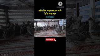 কোয়েল পাখিkoyelpakhipalonকোয়েলপাখিডিম পাড়া কোয়েল পাখিকোয়েল কোয়েলপাখিপালনfollow [upl. by Adnek]