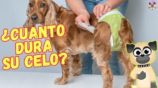 🐶 ¿CUANTO DURA EL CELO DE UNA PERRA 🐶 [upl. by Stirling]