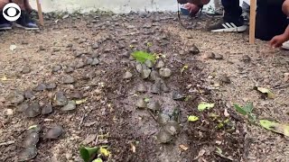 Baby turtles released into a river in the Amazon in Peru [upl. by Merissa735]