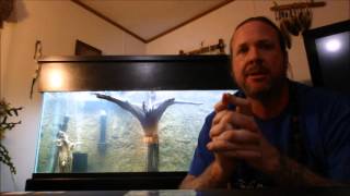 Cycle an aquarium in 2 weeks with Seachem Stability [upl. by Brandt]